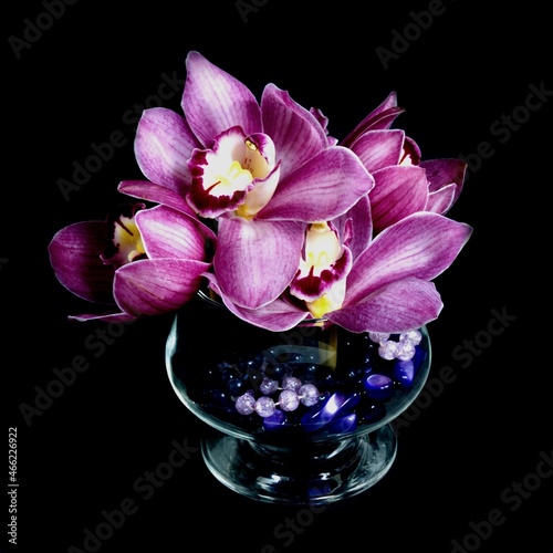 Pretty lavender pink Cymbidium Clarisse Orchid also known as Boat Orchid, in a Vase isolated on a black coloured background closeup view. photo