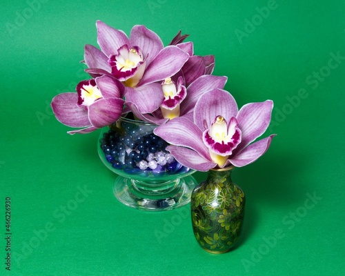 Pretty lavender pink Cymbidium Clarisse Orchid also known as Boat Orchid, in a Vase isolated on a green coloured background closeup view. photo