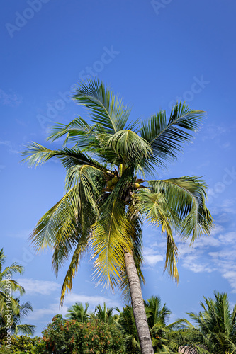 Coconuts on a lone tree with beautiful clear blue sky background.