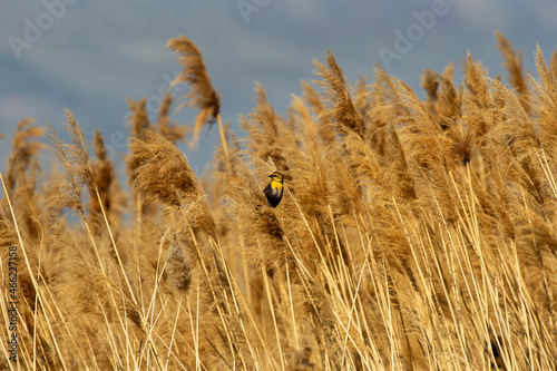 Yellow headed blackbird