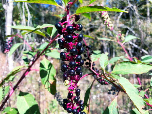 Macro ripe dark purple Beautyberries Callicarpa americana on green leaves on sunny day