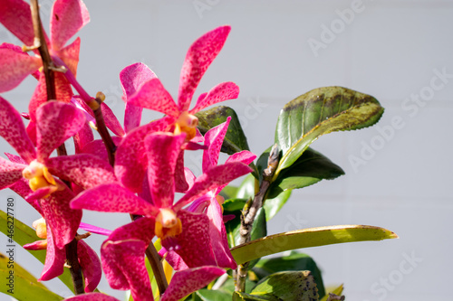 orchid on a green background