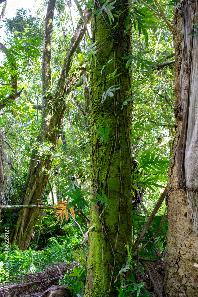 Fototapeta premium tree in the woods