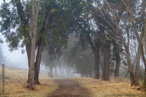 Path in the Fog