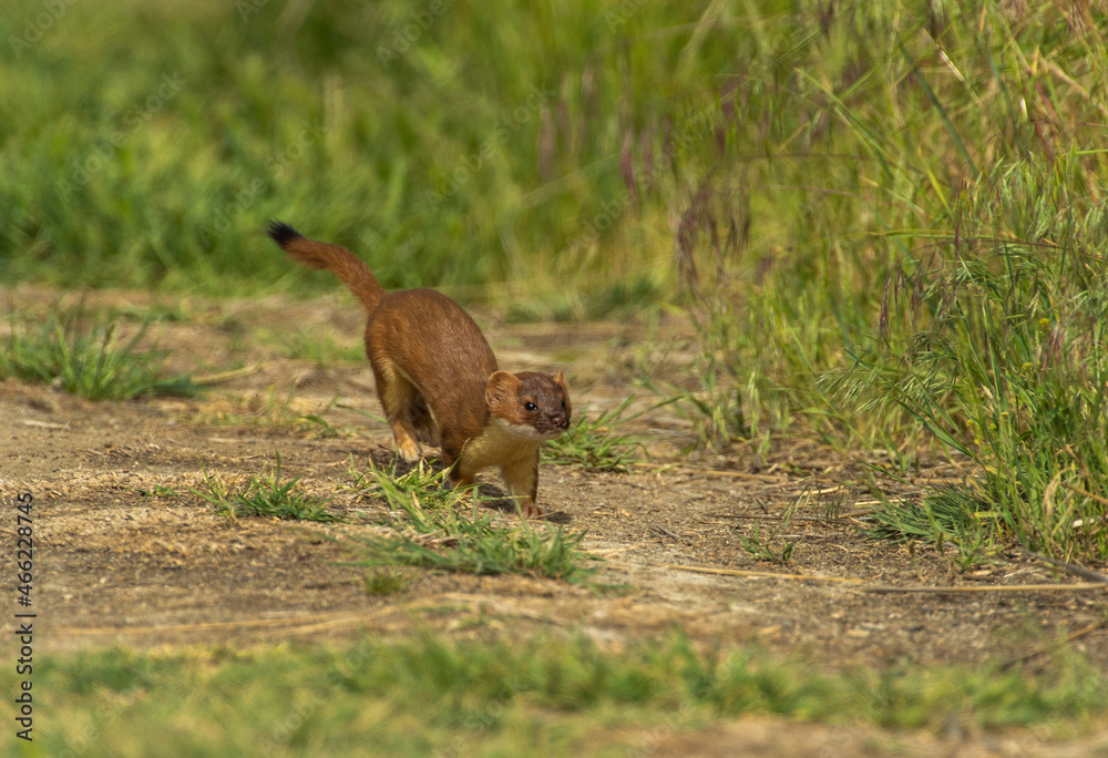 Fototapeta premium Ermine / Stoat