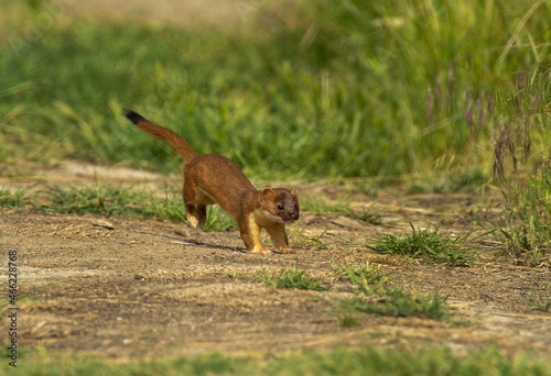 Ermine / Stoat