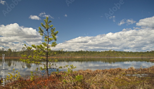 Kalnansu swamp with lake in sunny spring day, Kabile, Latvia. photo