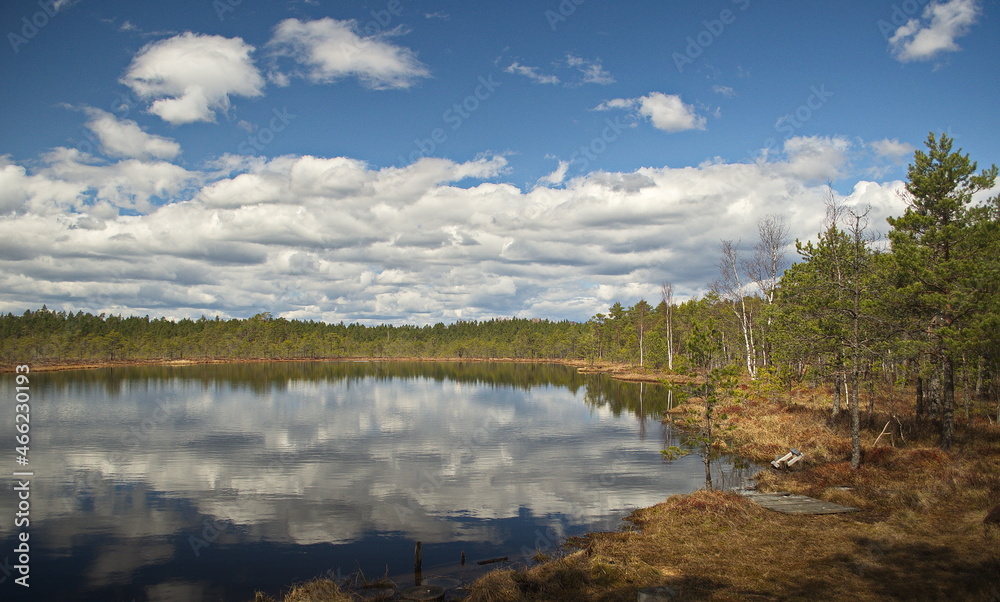 Kalnansu swamp with lake in sunny spring day, Kabile, Latvia.
