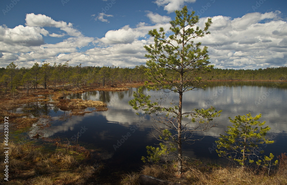 Obraz premium Kalnansu swamp with lake in sunny spring day, Kabile, Latvia.
