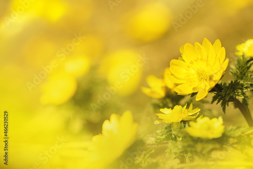 春の訪れをつげる里の花