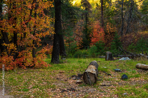 Cut down tree stump lying on meadow with fall colored leaves in background photo