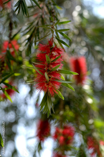 red christmas tree