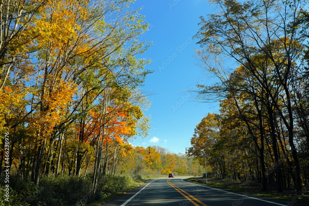 Obraz premium 支笏湖に続く道の美しい紅葉