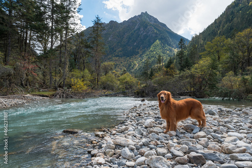Beautiful lake and mountains, golden retriever standing by the river