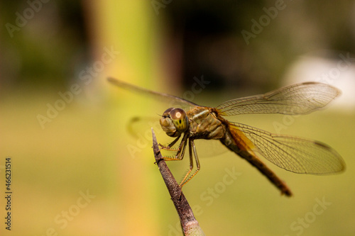 close up of a dragonfly (ID: 466231514)