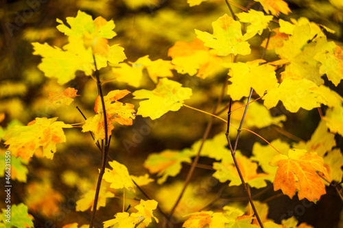 Yellow leaves remaining on branches, autumn vibes with bokeh. 