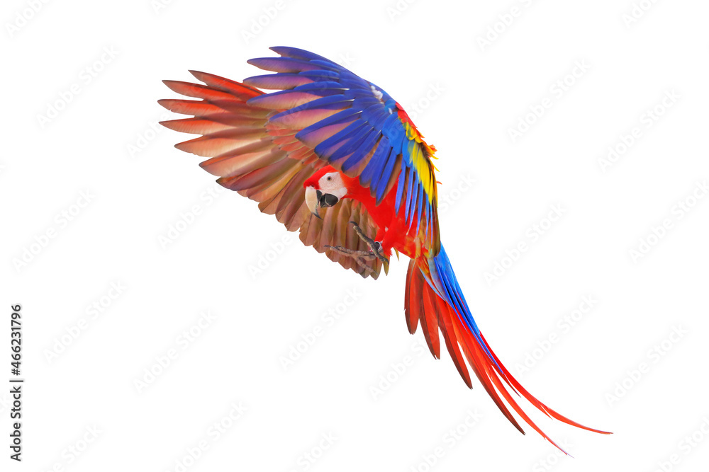 Colorful macaw parrot isolated on white background.