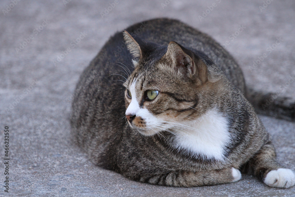 tabby, cat, animal, pet,