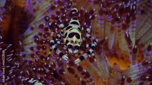 Coleman shrimp - Periclimenes colemani, living on a fire sea urchin. Underwater macro world of Tulamben, Bali, Indonesia. photo