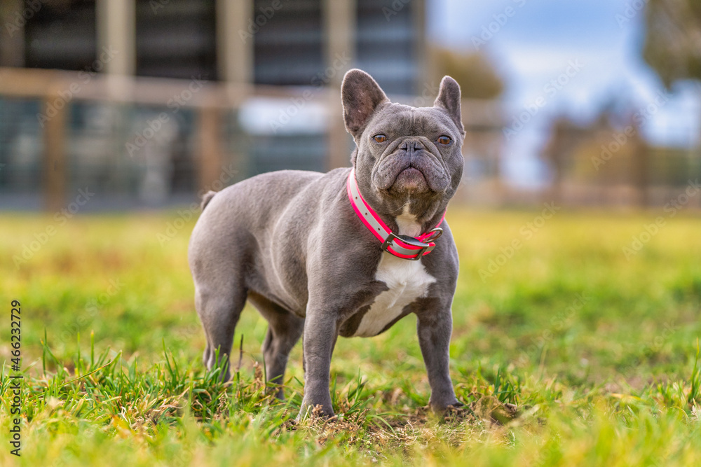 French Bulldog on the grass on a farm