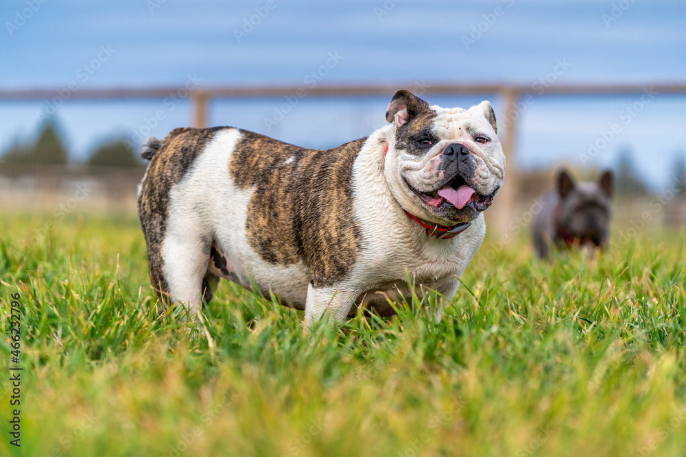 English Bulldog on the grass on a farm English Bulldog on the grass on a farm