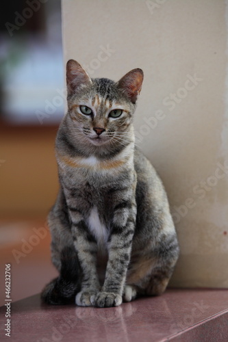 tabby, cat, animal, pet, 