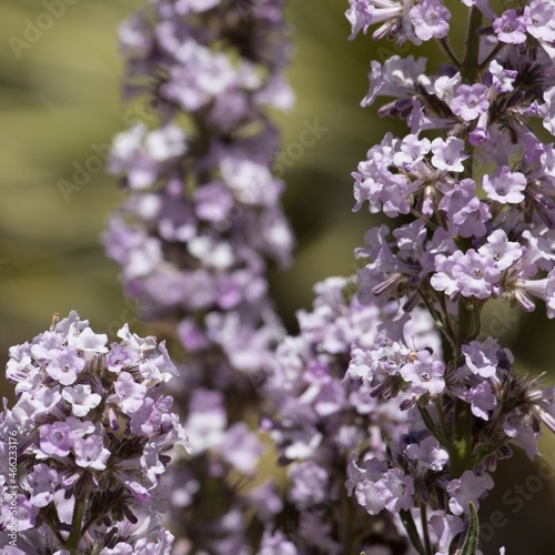 Purple flowering helicoid cymose panicle inflorescences of Turricula, Eriodictyon Parryi, Boraginaceae, native evergreen shrub in Cushenbury Canyon, San Bernardino Mountains, Springtime.