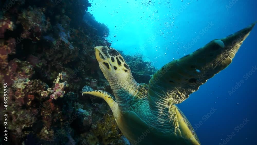 Sea tortoise turtle on background colorful corals underwater in Red Sea. Swimming in world of beautiful wildlife of reefs and algae. Inhabitants in search of food. Relax diving in Ocean.