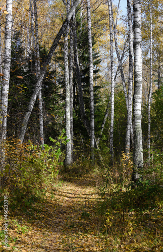 A path in the autumn forest with birches and fir trees