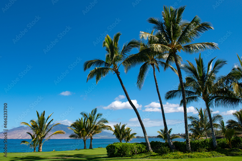 Tropical trees background. Coco palms on blue sky. Summer tropical island, holiday or vacation pattern. Palms exotic pattern. Palms island paradise wallpaper.