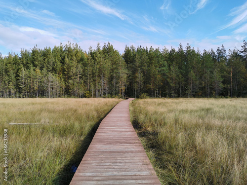 A deck of brown planks over a swamp with yellowed grass, stretching far to the forest, against the background of a beautiful sky with clouds.