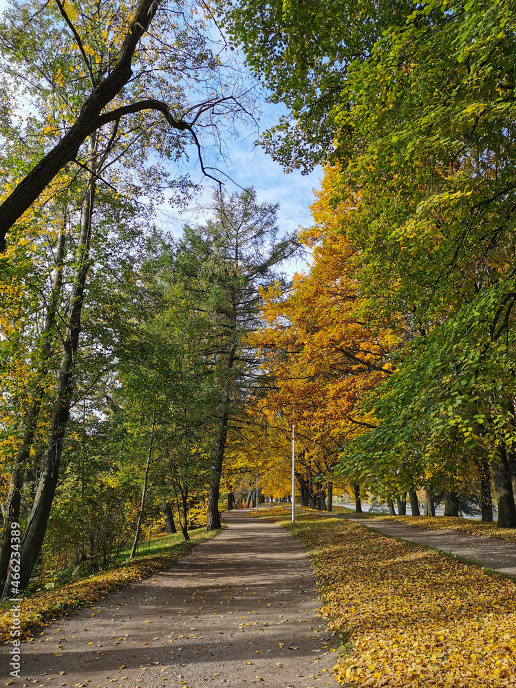 A road strewn with fallen leaves passes between trees in an autumn park