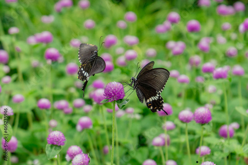 シロオビアゲハ蝶と薄紫のセンニチコウ © yonyonmiyon