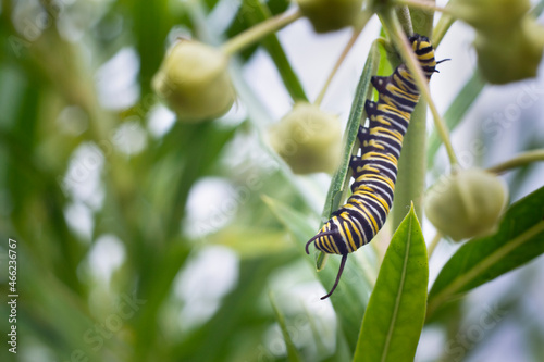 Monarch butterfly caterpillar feeding on milkweed leaf among out-of-focus white milkweed flower buds