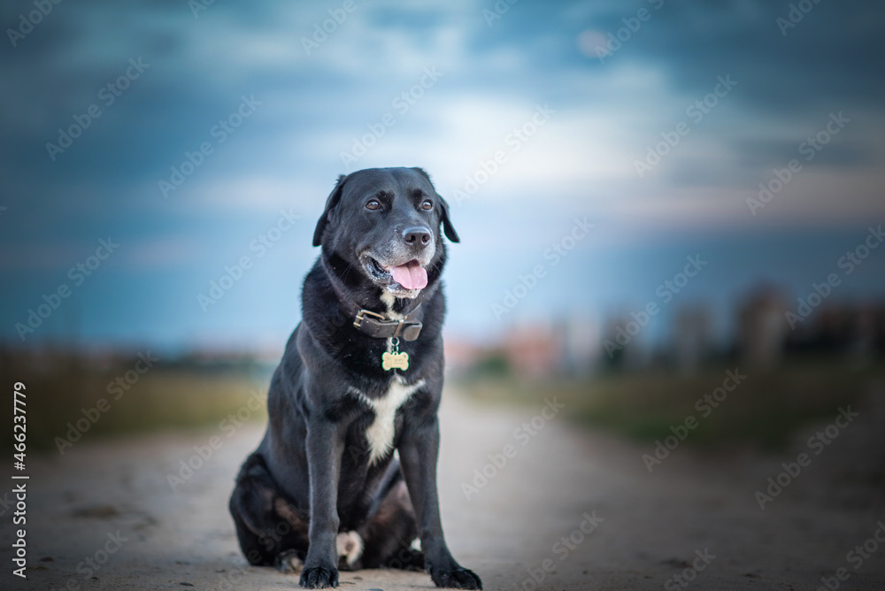 A beautiful purebred Labrador of black suit sits on the field in the evening. A beautiful purebred Labrador of black suit sits on the field in the evening.