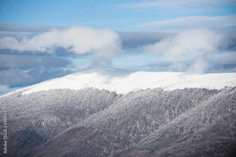 Fototapeta premium Winter landscape, wintry scene of frosty trees on snowy foggy background. Cold and snowy winter mountains.