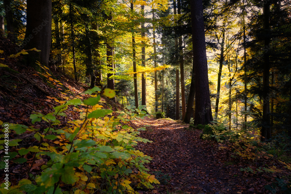 Obraz premium path in autumn forest