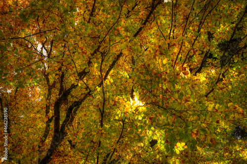 autumn leaves background