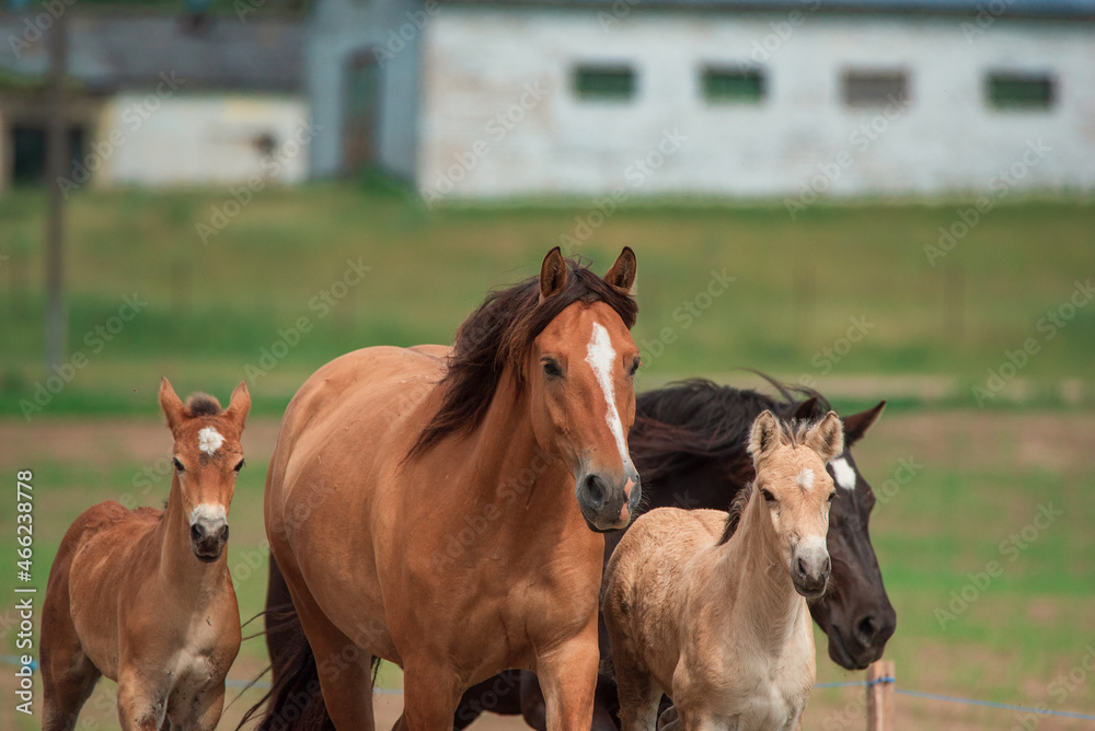 Fototapeta premium A herd of thoroughbred horses runs across the field.