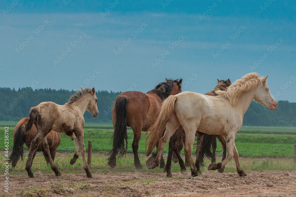 Naklejka premium A herd of thoroughbred horses runs across the field.