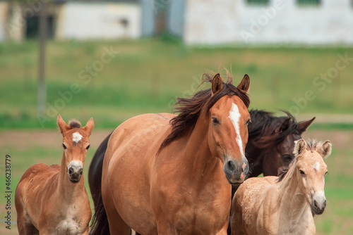 A herd of thoroughbred horses runs across the field. © shymar27