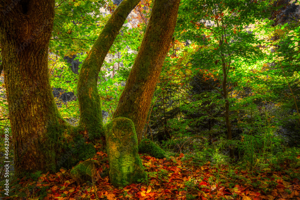 Obraz premium autumn in the forest