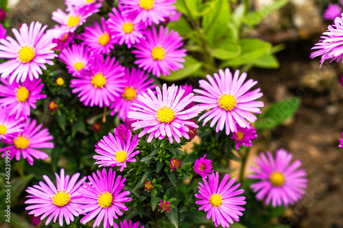 purple american aster flowers blooming in the garden in autumn