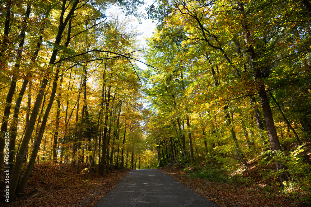 Herbststrasse in den Sonnentag