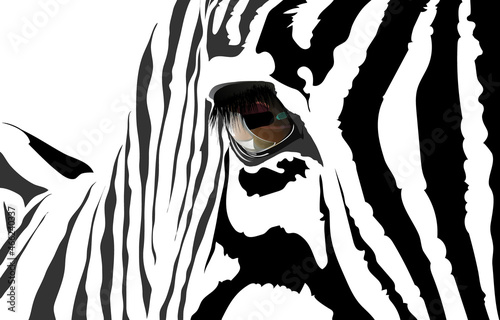 Vector portrait of a zebra. The eye of a zebra.