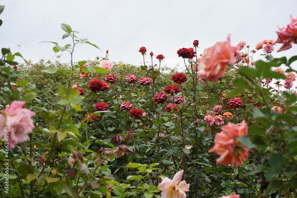 rose flower garden in autumn