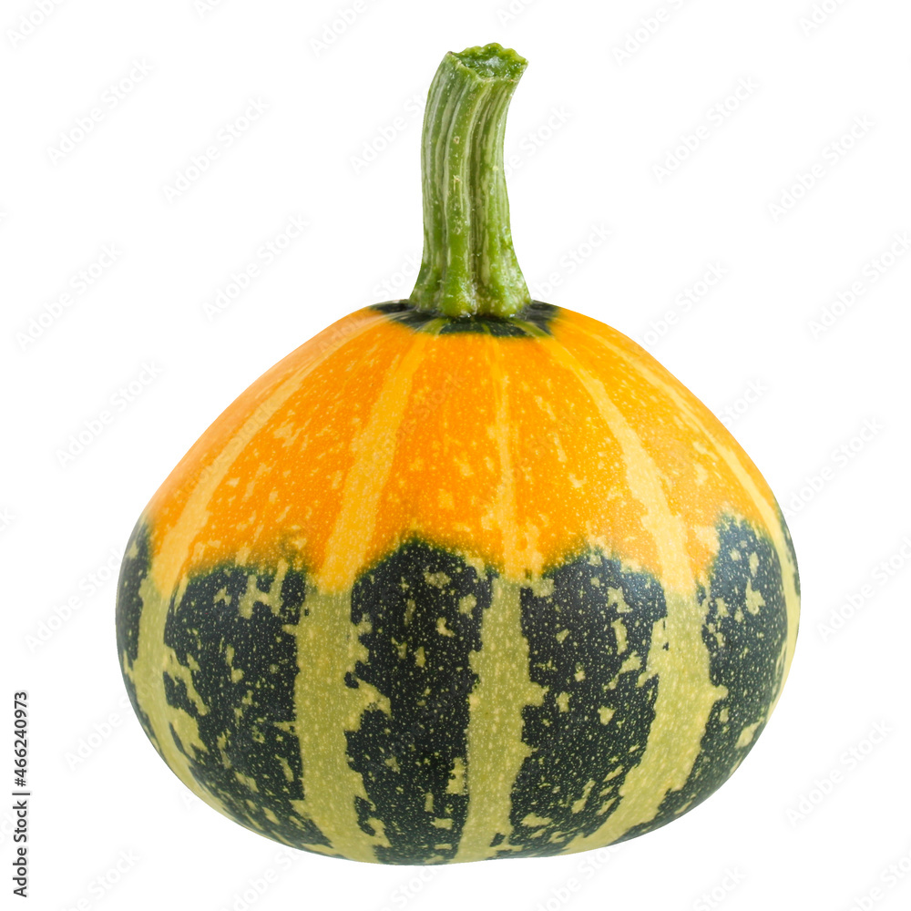 isolated decorative pumpkin on a white background isolated decorative pumpkin on a white background