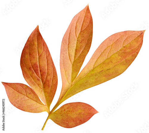 autumn peony leaf isolated on white background