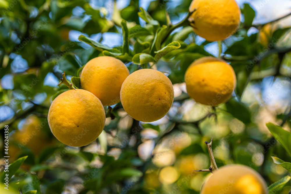 fruits of Poncirus Trifoliata or ripe bitter orange tree on the branch of the tree in a garden