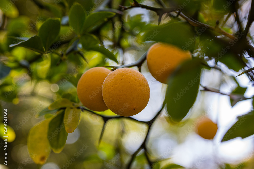 fruits of Poncirus Trifoliata or ripe bitter orange tree on the branch of the tree in a garden fruits of Poncirus Trifoliata or ripe bitter orange tree on the branch of the tree in a garden